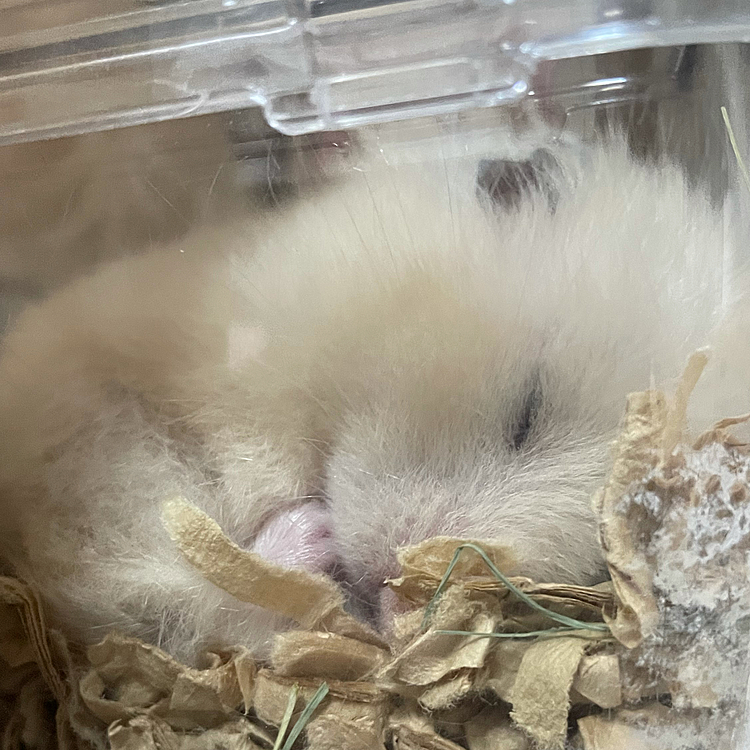 おててをくわえて寝てるモモちゃん🐹
さっきまで毛繕いしてたのに😰