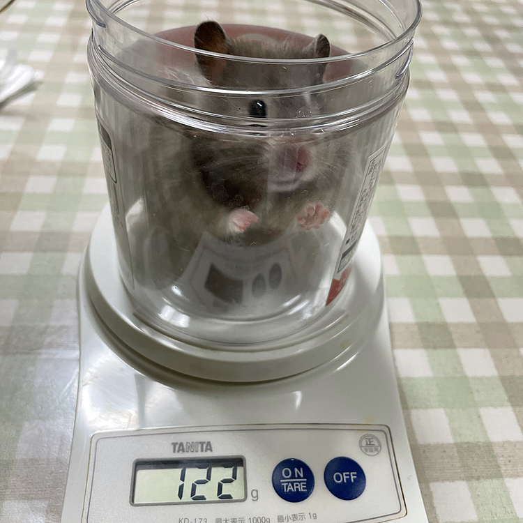 ココちゃん🐹の体重