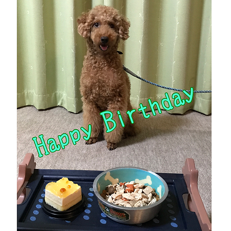 7月27日はニコの4歳の誕生日です🎉
でも当日は仕事なので、一足早い
お祝いです😊
美味しいものを目の前にしたら、
絶対にフライングするので、家の中
なのにリードをつけて制御してます😅
4歳になるんだから、いい加減なんとか
しないとな…😅