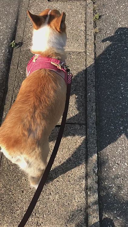 ヨーイドン❣️って言えば走り出すまあるです🤣
面白いなぁ❤️