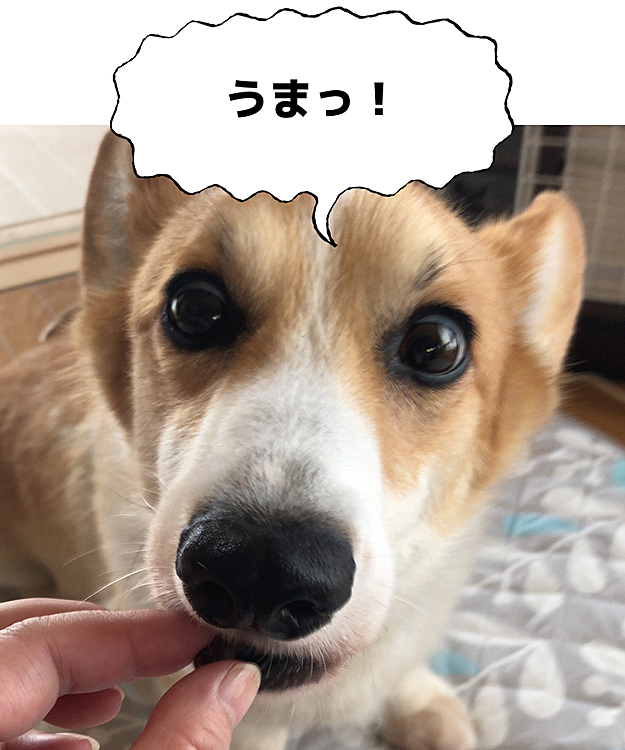 おいちぃ〜❤️
まあるは、何かのアレルギーあるので様子を見ながらのオヤツです😃
先生の話だと、魚かな?と言う意見なので、フィッシュ系は買わないようにしてます。