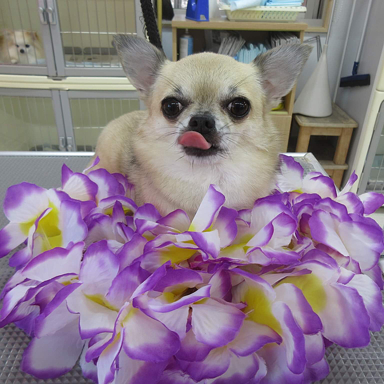 昨日、トリミングへ行きサッパリしました🐶ハワイアンレイ🌺に囲まれてお姫様気分を味わいました🌴💓