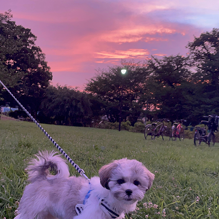 夕日と空