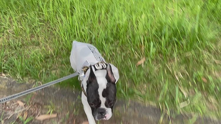 前方からお散歩してくる🐶を発見して様子見してます😅