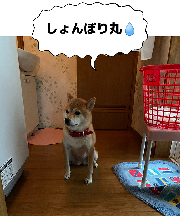 その後の雪さん(◞‸◟ㆀ)