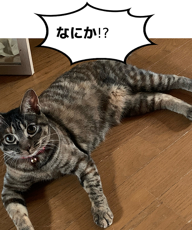 その後の瓜さん(`_´)