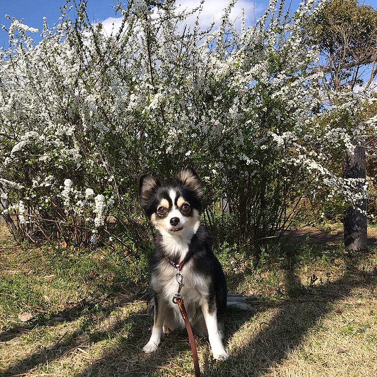 おはようございます☀
土曜日は月1回のトリミングデー。
いつもトリミング中にオシッコしてしまうと聞き、最近はトリミング直前にお店の近くでプチ散歩させているのですが、土曜日は☔️でそれができず😓。
心配していましたが、今回は大丈夫でした🙆‍♀️
でも、家に着いた途端、玄関からトイレに猛ダッシュ！😅　我慢してたんだね、えらいぞ〜😂
日曜日はいつもの公園でのんびり。珍しくカメラ目線のベストショット❣️です。
