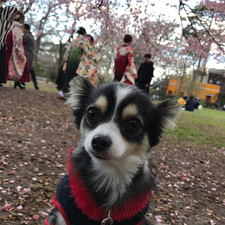 近くの大学が卒業式だったのか、袴姿のお姉さんがいっぱい。綺麗なお姉さんと桜🌸をバックにはいチーズ🥰