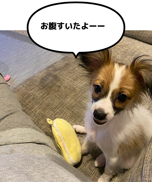 ぬいぐるみがことごとくちぎられていく泣
子犬ってこんなものなのかなぁ