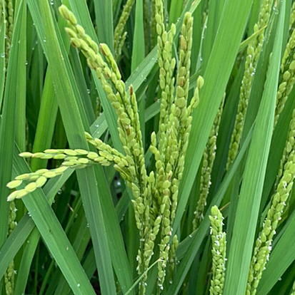 田んぼの稲🌾の花が咲き始めました(✿◠‿◠)