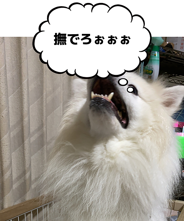 ケージに近づいたらこうなりました
