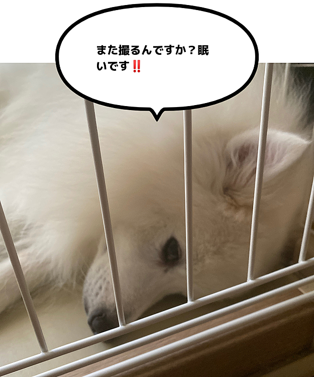 じーっと見ていたのでカメラ向けたらこうなりました😊で今眠ってます😅