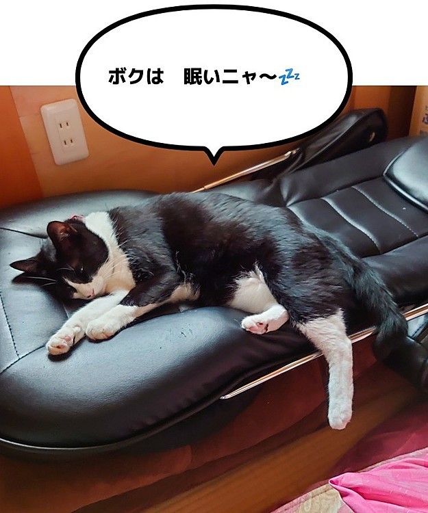 👩‍💼　どこ行った？　居ないな〜
🐱　返事面倒くさいニャ〜
いつの間にか　和室に入り込んで　寝てました😅