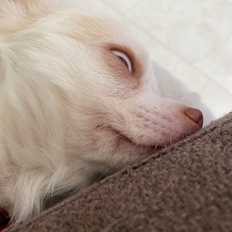 ウチの犬大丈夫かな、？笑
