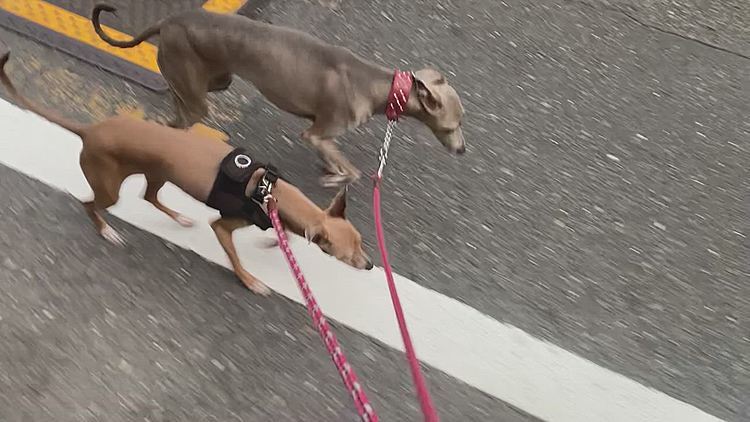 いつもの道で帰ります🐾♪