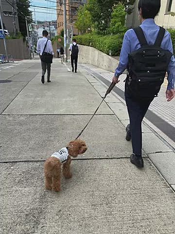 28日(水)
パパさんのお見送り🐾
7時半過ぎなのでそのまますぐに帰宅する予定でしたが思ったより暑くなく風もあり涼しかったのでお散歩続行♪
大通り沿いは道路からすぐに高い建物が立ち並び公園や駐車場以外はほとんどが日陰です😉
途中メダカ譲りますとたくさんの水槽にメダカが入っていました🐟
持ち帰り用のビニール袋まで用意されていて親切な方だなぁと感心しました☺️
帰りは道を変えようと思って1本裏に移動しましたが、ほとんど日陰が無かったので結局来た道を戻りました💦
帰宅後はマッタリ💤