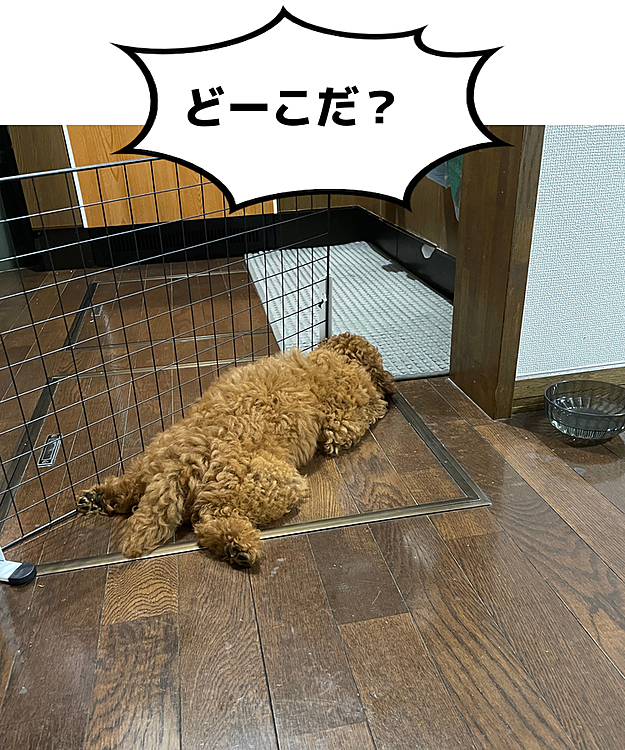 トイプーどーこだ