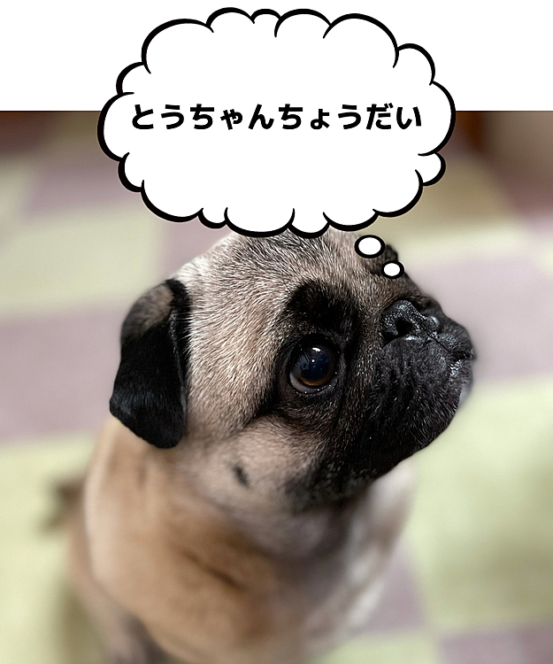 ウマウマの梨をおねだりです🍐