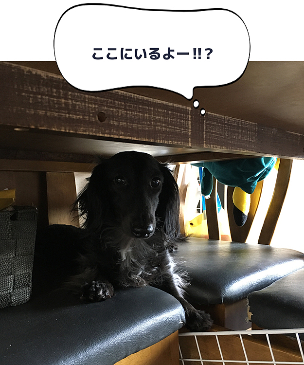 どこにいるんかと思いきや！
そこっ⁉️
面白い🐶です🤣
なんせテーブルに上がりたいりくでした〜