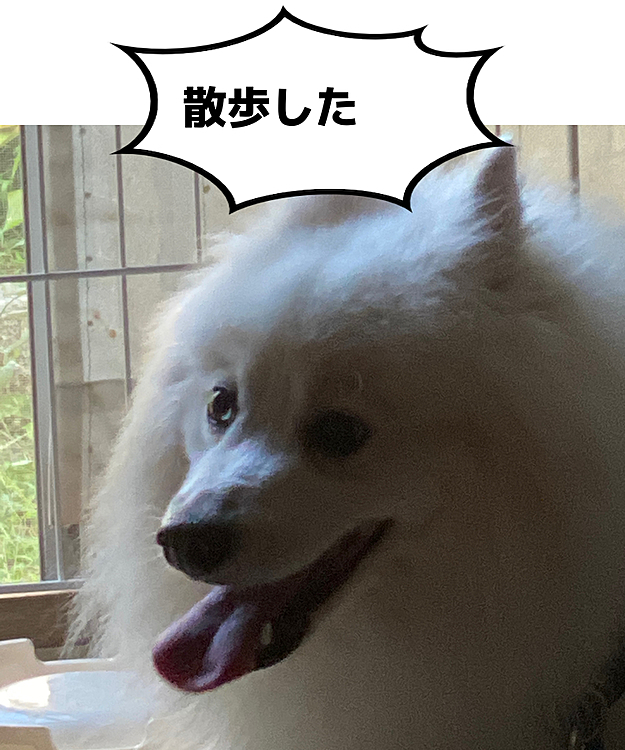 散歩して満足なんだけど暑くてハアハア止まらないみたい
やっぱ可愛い💕