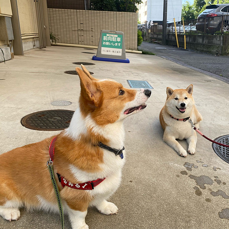 偶然大親友のハナちゃんとお散歩。ちょっと休憩です。