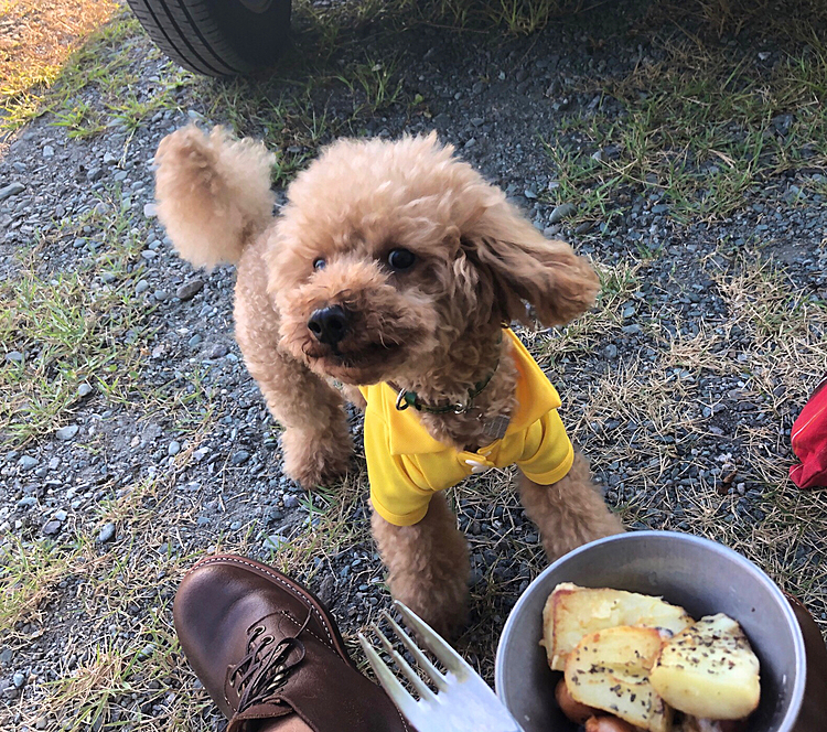 狙ってきますが、きょうの料理は食べされれないです。
パンの端っこを少しあげました。