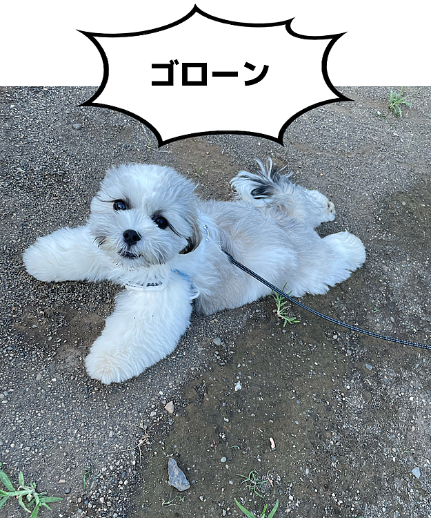 近所の公園でゴローン！