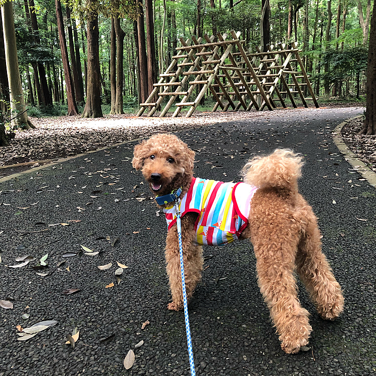 少し車を走らせて、普段とは違う公園に
行ってきました😃
9時過ぎでしたが、木陰が多いので
全然いけます👍
夏場の散歩はここに来ようかな。
毎回車を出すのが面倒といえば
面倒ですが…😅　