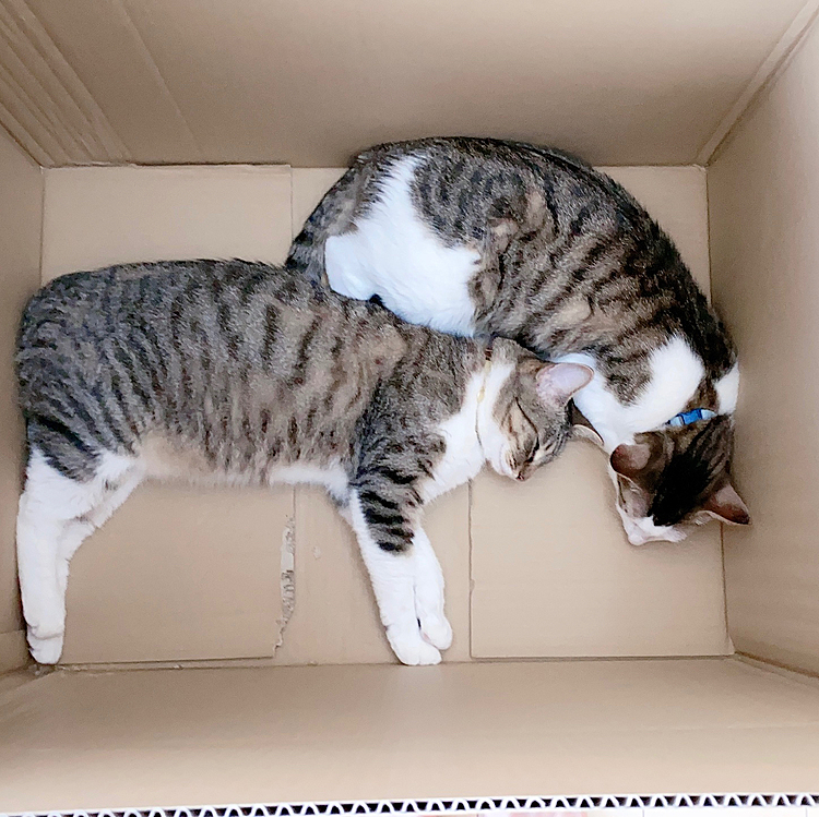 昨日届いた荷物のダンボールで2人仲良くずっと寝てました、玄関で(笑)