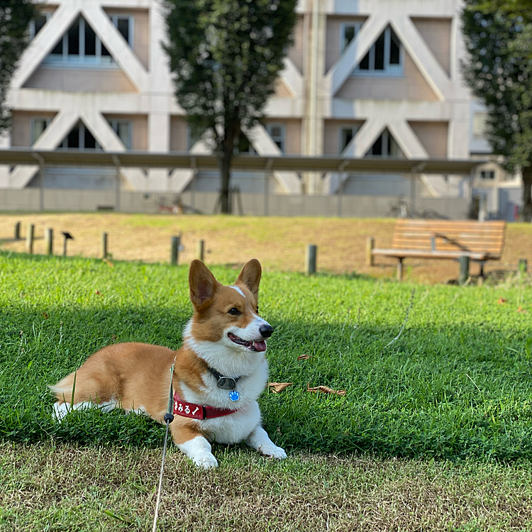 新しく開放されて県庁中庭にて、朝涼みです。