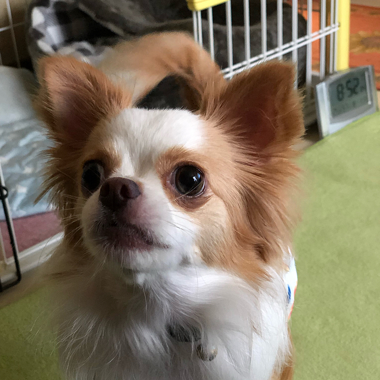 小春は早朝(4:40)に💩出る舞🎵🐶
二度寝して、朝ごはんモリモリ食べたけど
眠くならず🤣
