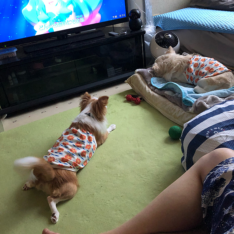 眠い小雪に向かって…
遊んで❣️遊んで❣️攻撃でうるさい小春🐶