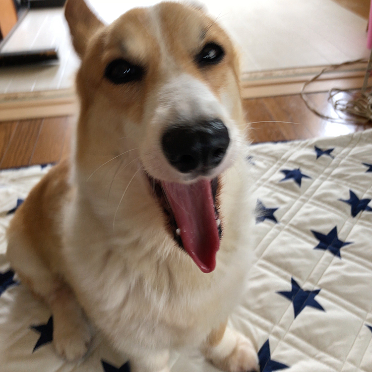 寝起きのまある😃
ふぁ〜💦
よく寝たぁ😃