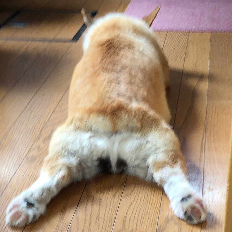 で、で、でも、床が冷たくて気持ちいいかも？
そりゃそうだよね🤣🤣🤣