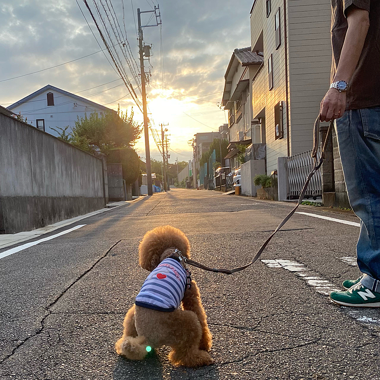 昨日は何とか5時台にお散歩行けました🐾
（5時55分だけど💦）
家を出て6時ちょうどに朝日に向かって💩です😆