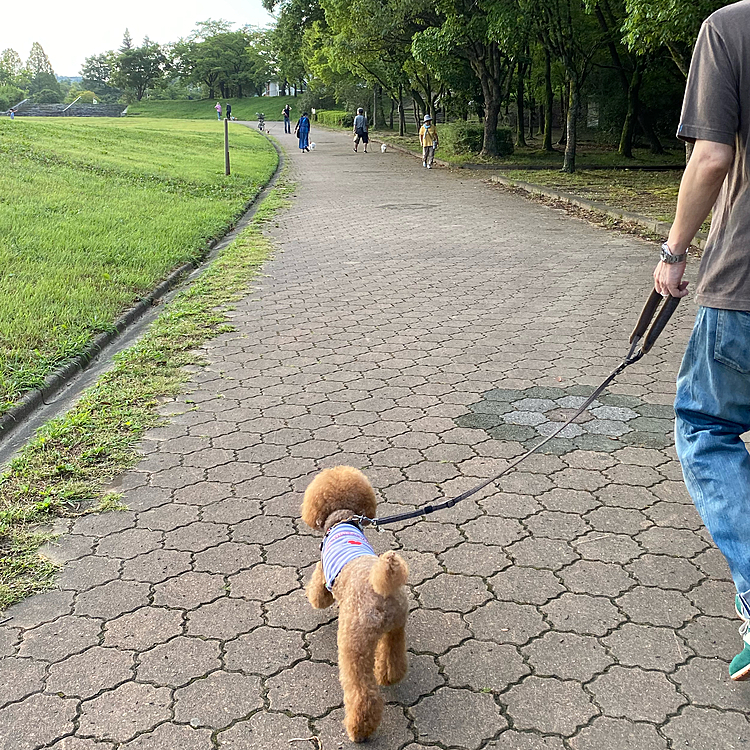 いつもの広場には🐶のお散歩、ウォーキングやジョギング、親子でスポーツ、池の周りには魚釣りとザッと6〜70人はいました🐾