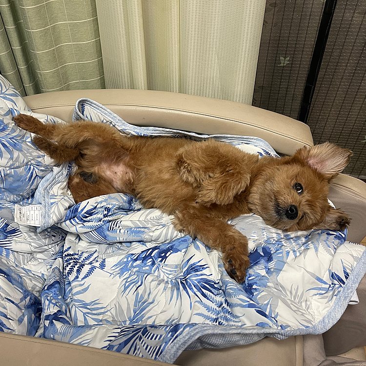 今日も暑くてオヤジの部屋でエアコンで涼んでるほくとさん