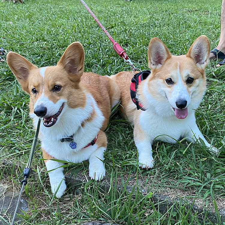 後輩犬のゴエモンくんと2ショット。