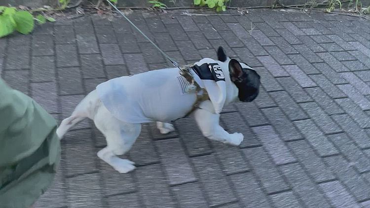 そして夕散歩に行って来ました😁
前方に🐶ちゃんを発見して、さり気なく進路変更してます😆
