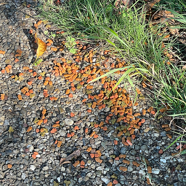 地域猫🐈さんにかなぁ…でもこのスタイルは辞めて欲しい😩コレはギリ阻止できたけど、公園に置いてあった煮干しはちょっと食べたっぽい😱夜だと全くわからないし、何かに入れて欲しいなぁ。