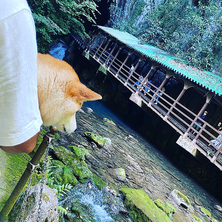 山口住みなので地元の秋芳洞に父とくうちゃんと秋芳洞行ってきました🚗 
洞窟内はくうちゃんはずっと抱っこです笑
腕が死にました😇
