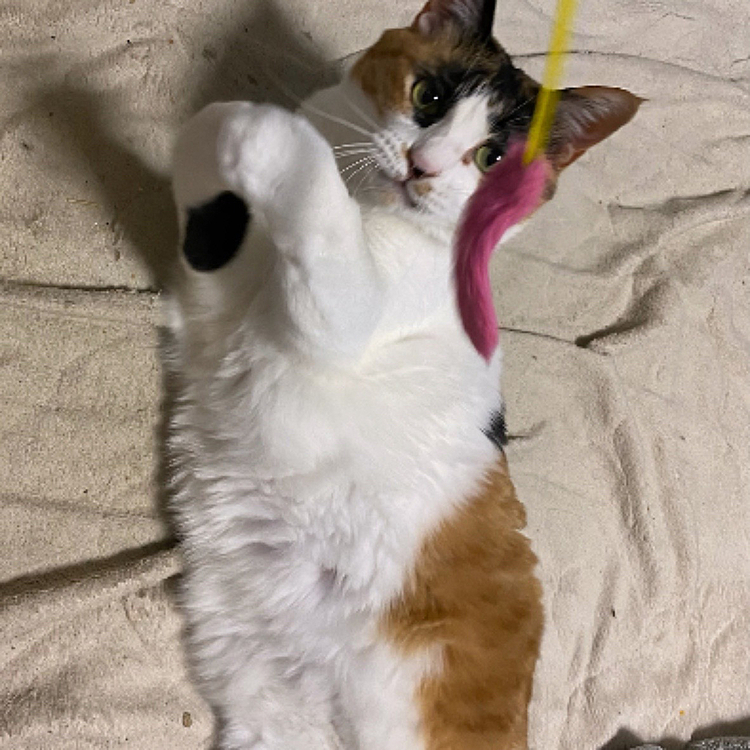 おねだりポーズ