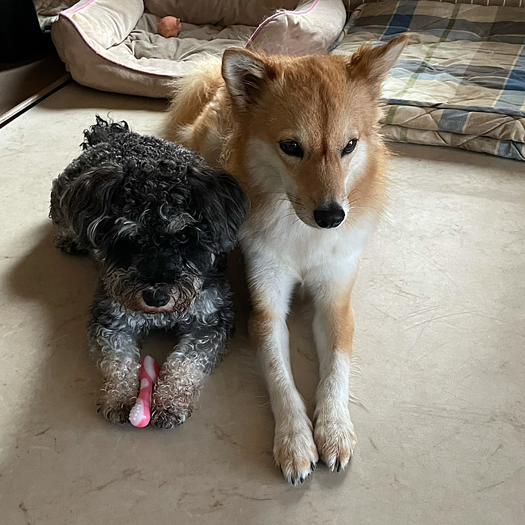 おはようございます🐶
いつも仲良しララサンです😆🎶
☕️タイムに視線を感じ👀
サンが持っているのは、歯ブラシのオモチャです🪥
