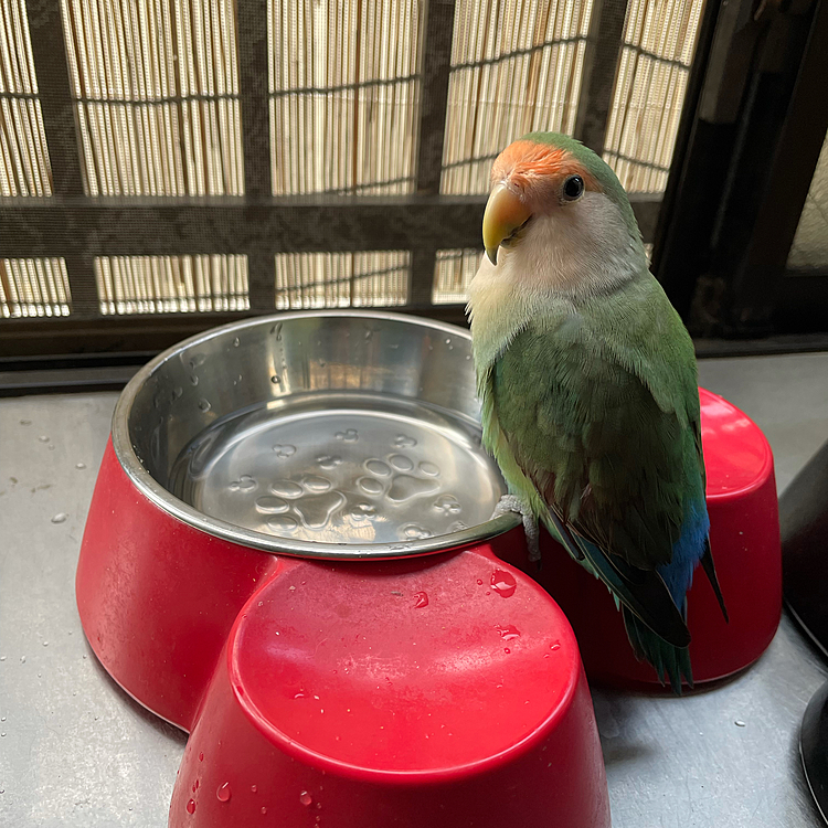 涼しげなチロちゃん🦜
水浴びするのかと思ったのに　ずっとカメラ目線でした〜😆