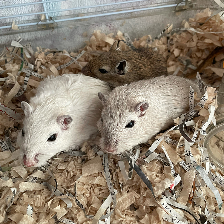 久々登場、ジャービル三姉妹です🐭🐭🐭
食欲旺盛、元気いっぱい🎶
３匹仲良く三密中〜😅
