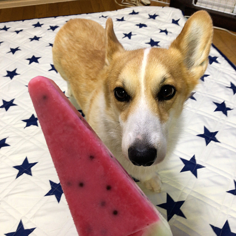おかーたん。。？
この前、腸活するって言ってなかった？😱
腸活って、アイスも食べるの？💦

い、い、痛いところ突かれた🌀🌀🌀