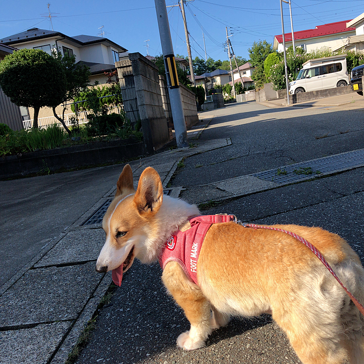 寝ぼけ中の2人でお散歩行ったよ。
朝の散歩のノルマ達成😃😃😃
少ししたら暑くなってきたよ。