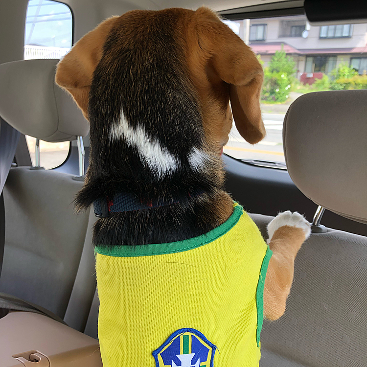 外を通るワンちゃんをガン見🐕👀❤️

今月20日の去勢手術の為の検査💉
異常無しだったよ👍
乳歯が1本あるから一緒に抜いてもらう事に‼️
太らない様にご飯を控えめにしてたら、体重が減ってた〜😳6月8.4キロで今日7.9キロだった😅
ご飯🍚ちょっと少な過ぎたかな🙏
待合室では楽しそうに尻尾ぶるんぶるん振ってみんなを見てた😆


