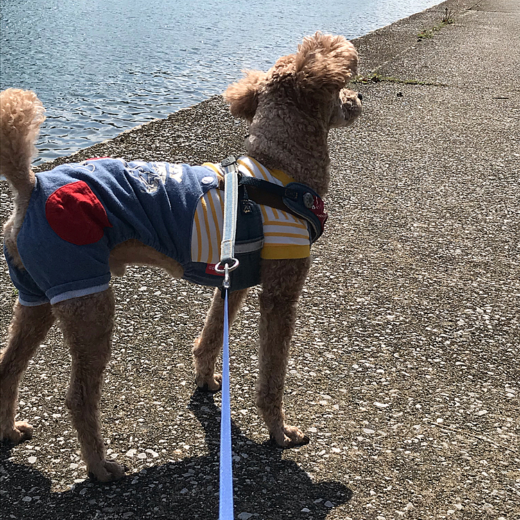 今日は寒くて、風も吹いてました。
アラシの耳が😃