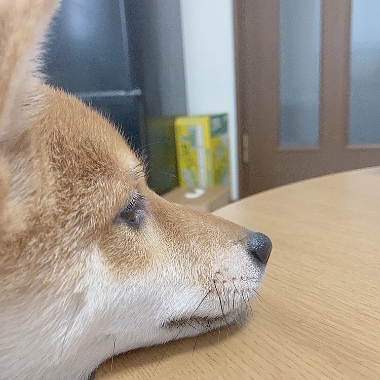 おやつおやつっっっ😢⤵️⤵️
欲しいんです😢⤵️⤵️

